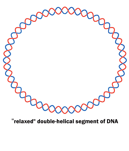 File:Relaxed DNA molecule.jpg