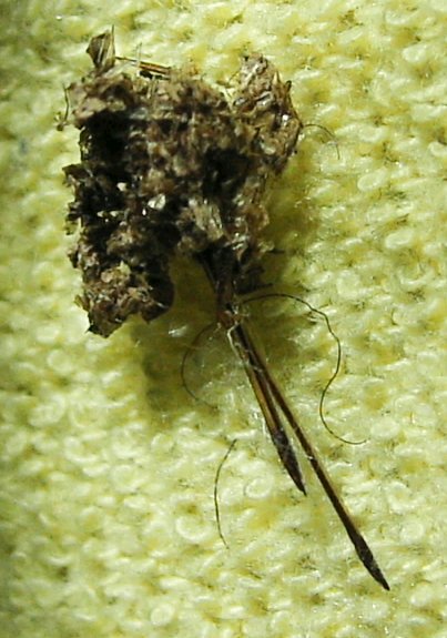 File:Remains of cricket eaten by Nephilingis livida.jpg