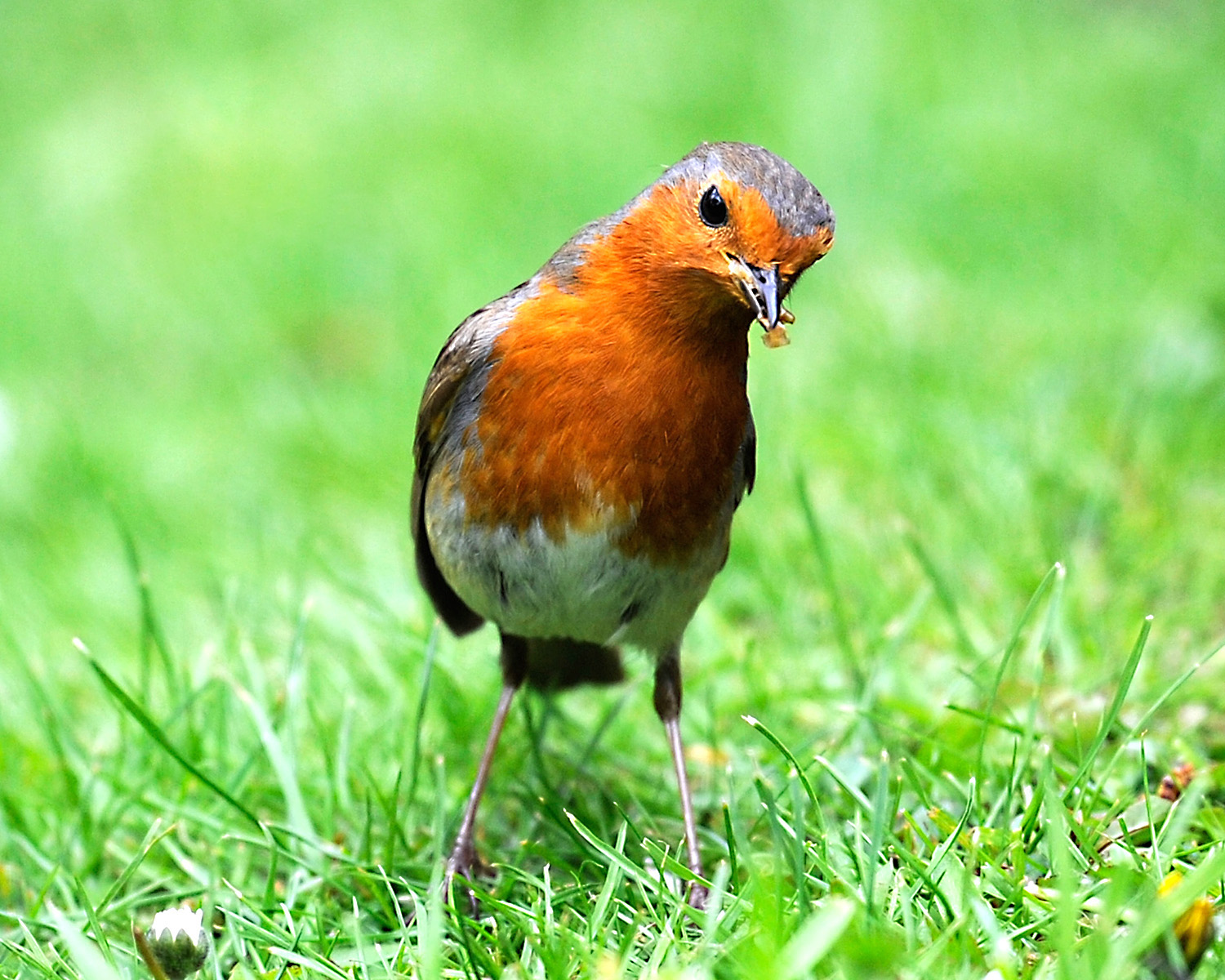 File:Robin (9506649257).jpg - Wikimedia Commons