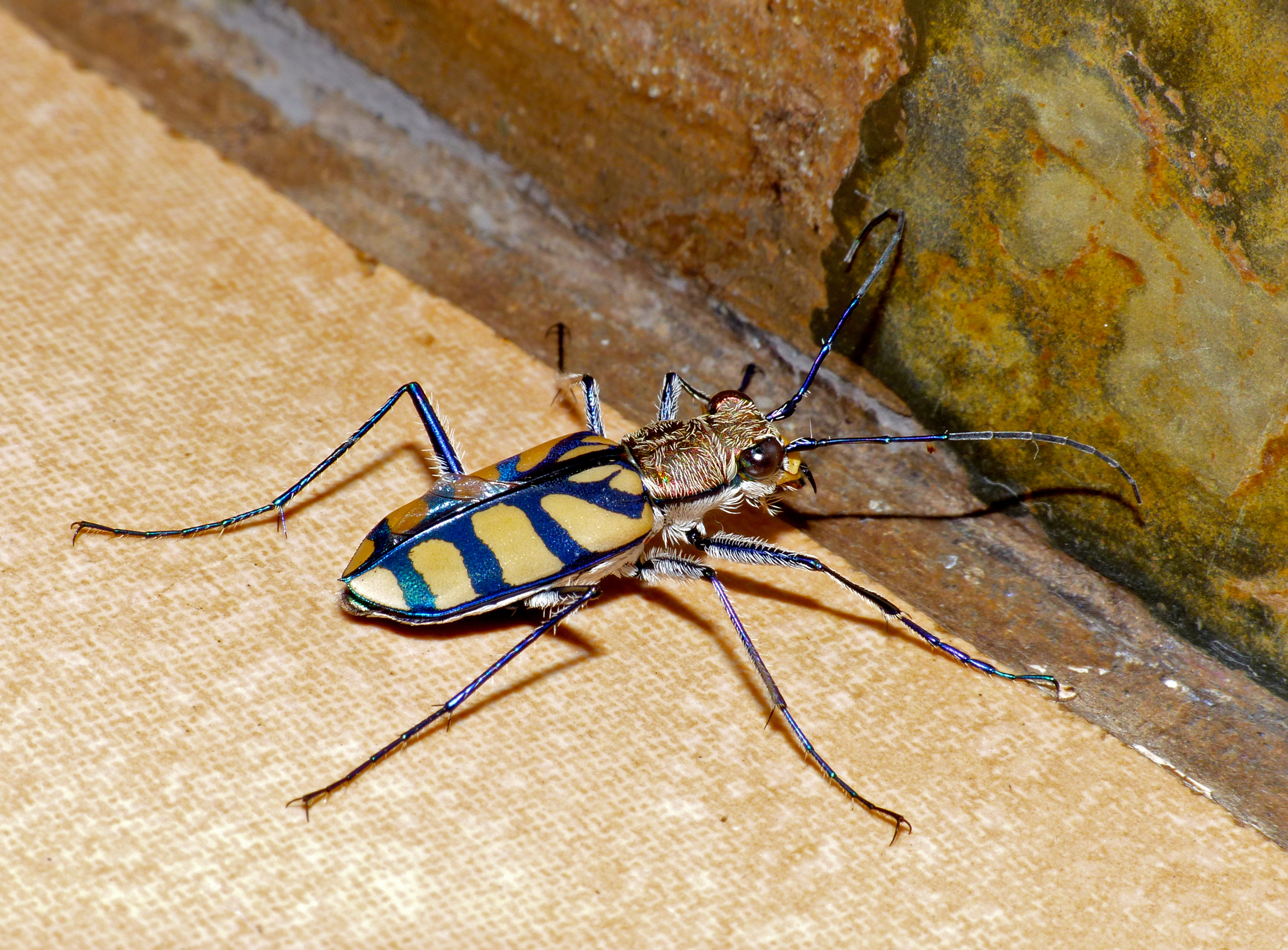 Royal_Tiger_Beetle_(Chaetodera_regalis)_