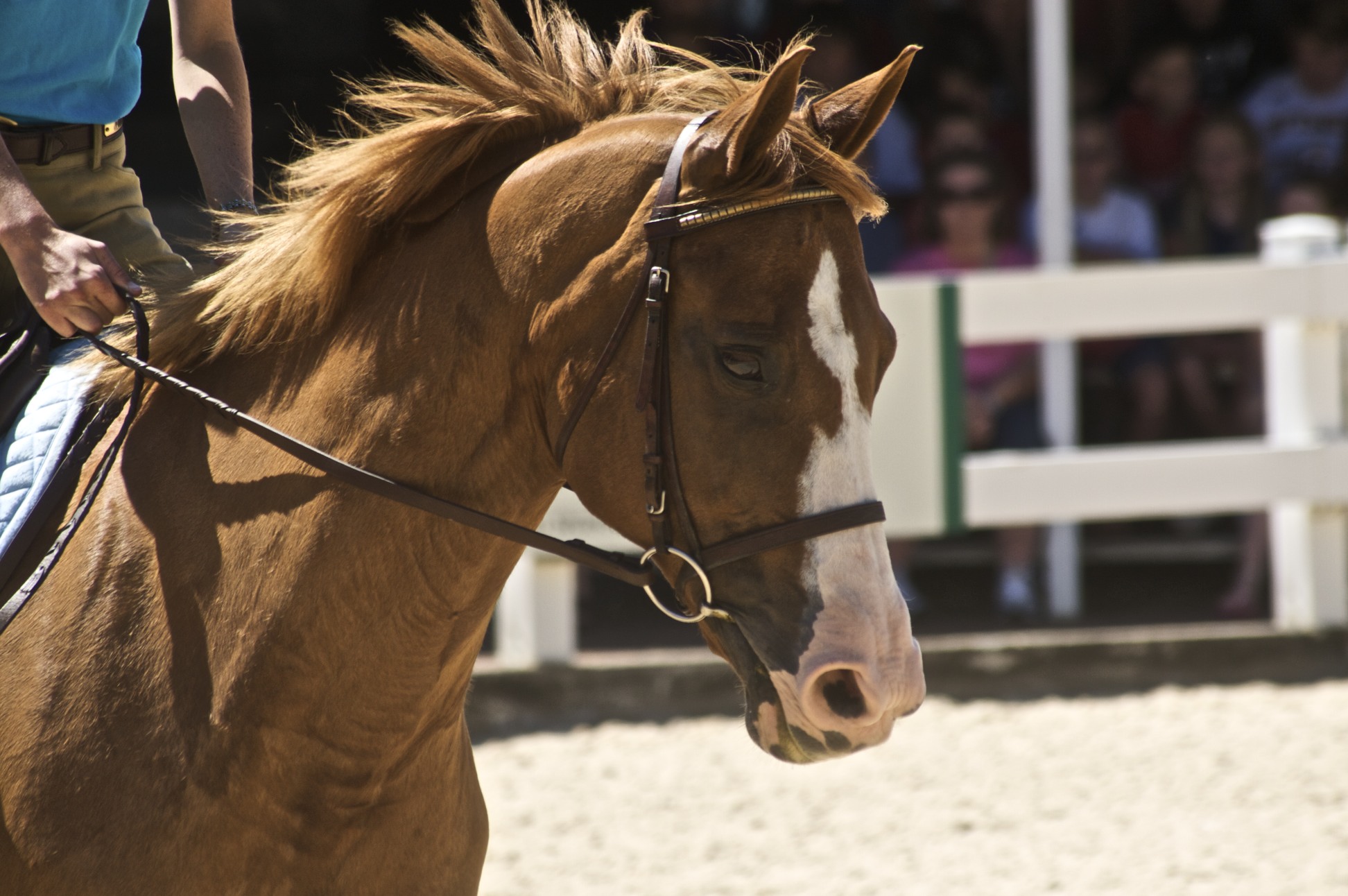 Filet (équitation) — Wikipédia