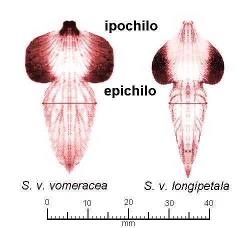 Serapias vomeracea subspecies.jpg