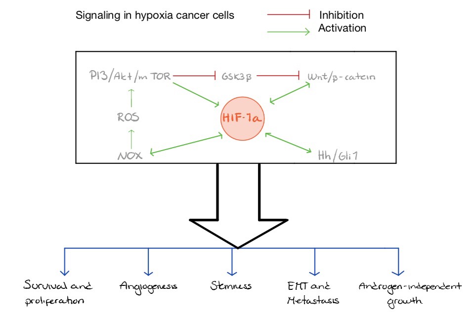 https://upload.wikimedia.org/wikipedia/commons/8/83/Signalling_in_hypoxia_cancer_cells.jpg