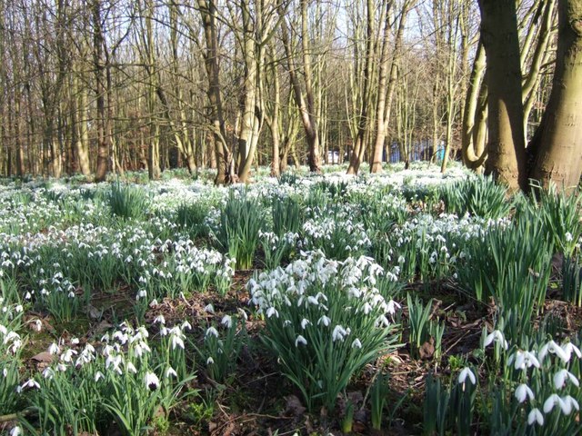 File:Snowdrops at Bank Hall - geograph.org.uk - 817638.jpg