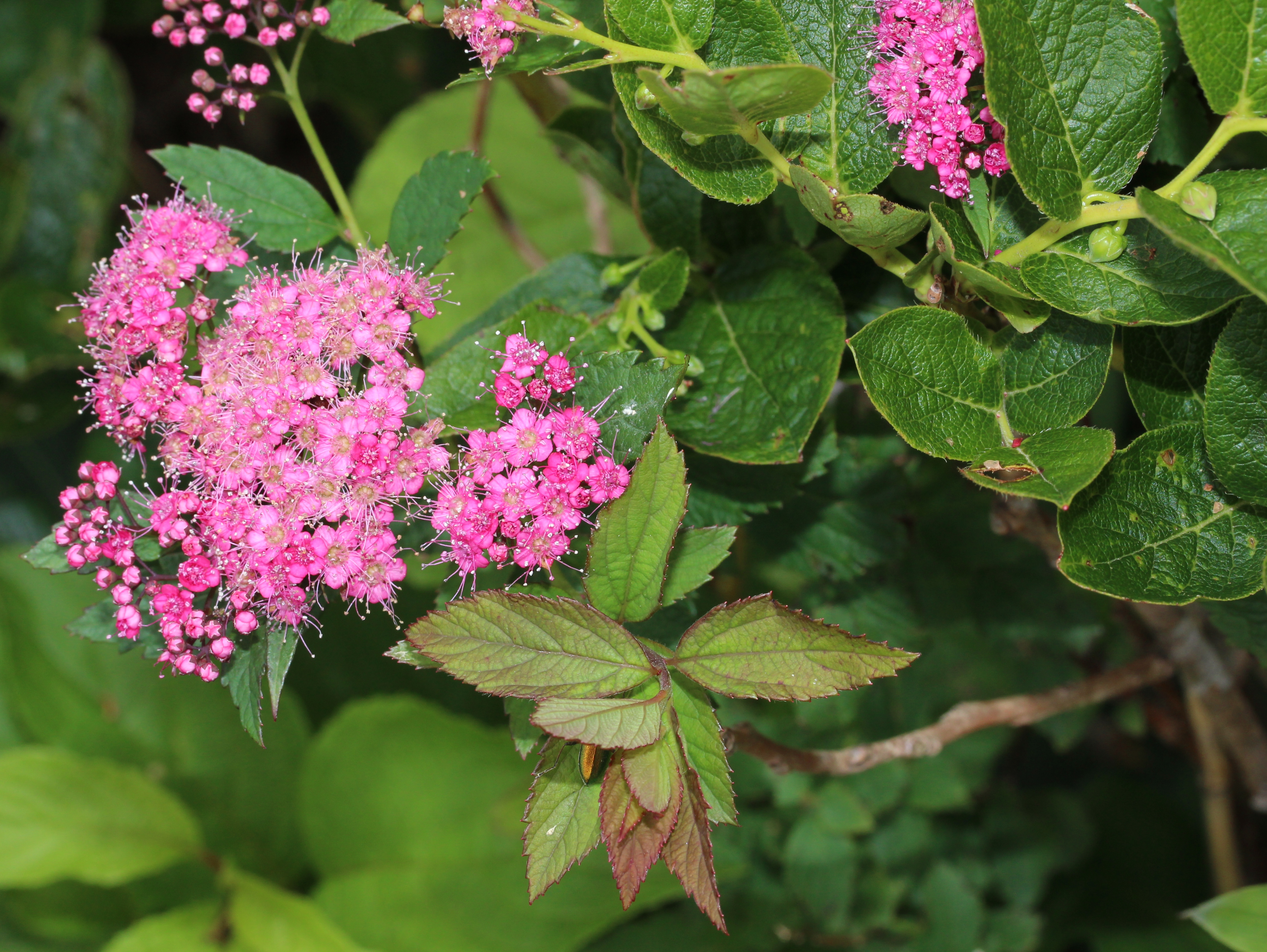 Spiraea japonica. Spiraea trilobata. Spiraea tomentosa спирея войлочная.