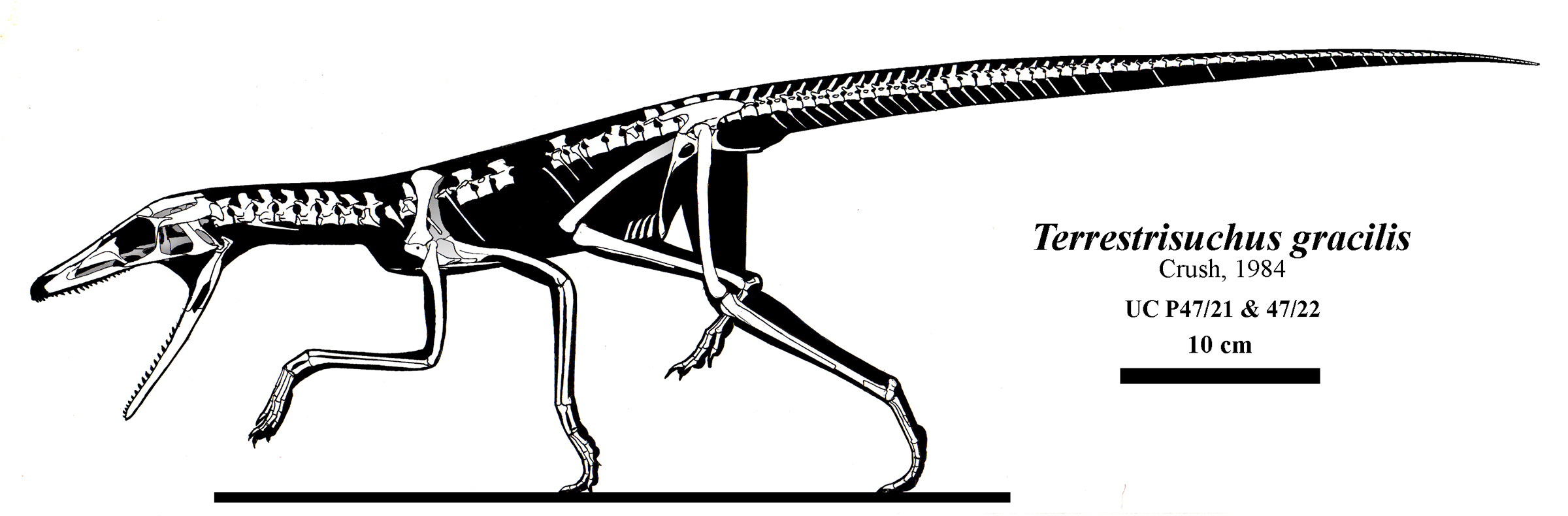 Crocodylia – Wikipédia, a enciclopédia livre