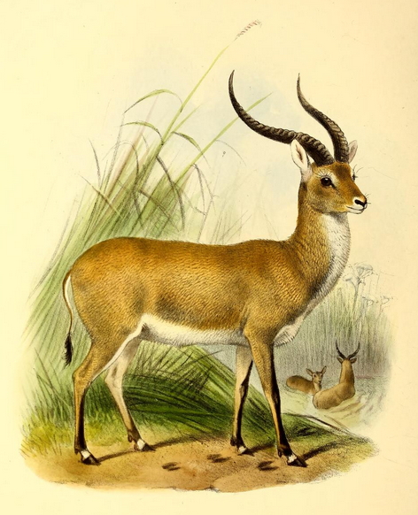 File:The book of antelopes (1894) Cobus lechee.png