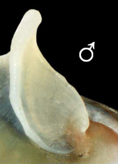 File:Theodoxus fluviatilis operculum male.png