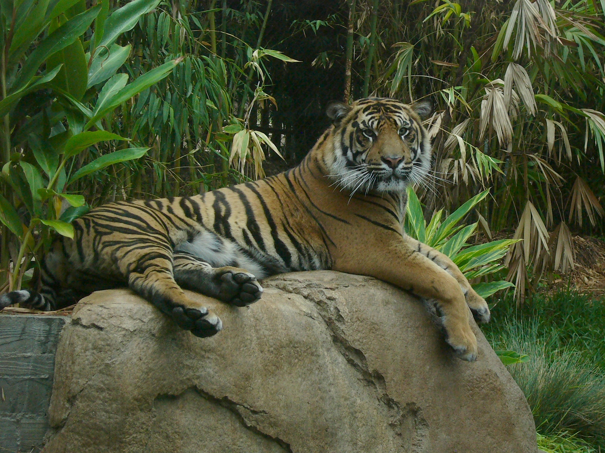 Bengal Tiger (2015 film) - Wikipedia