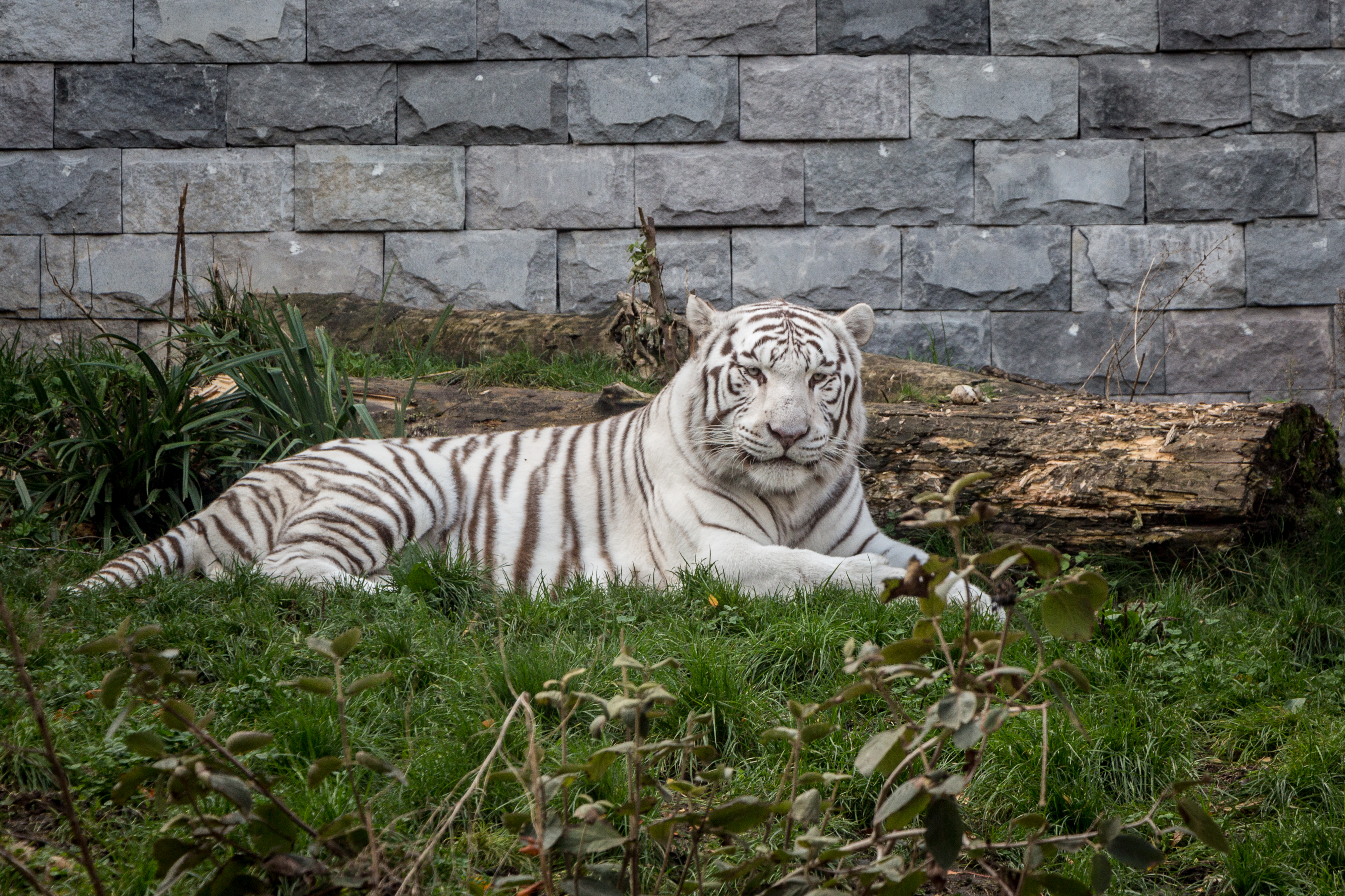 Tigre blanc — Wikipédia