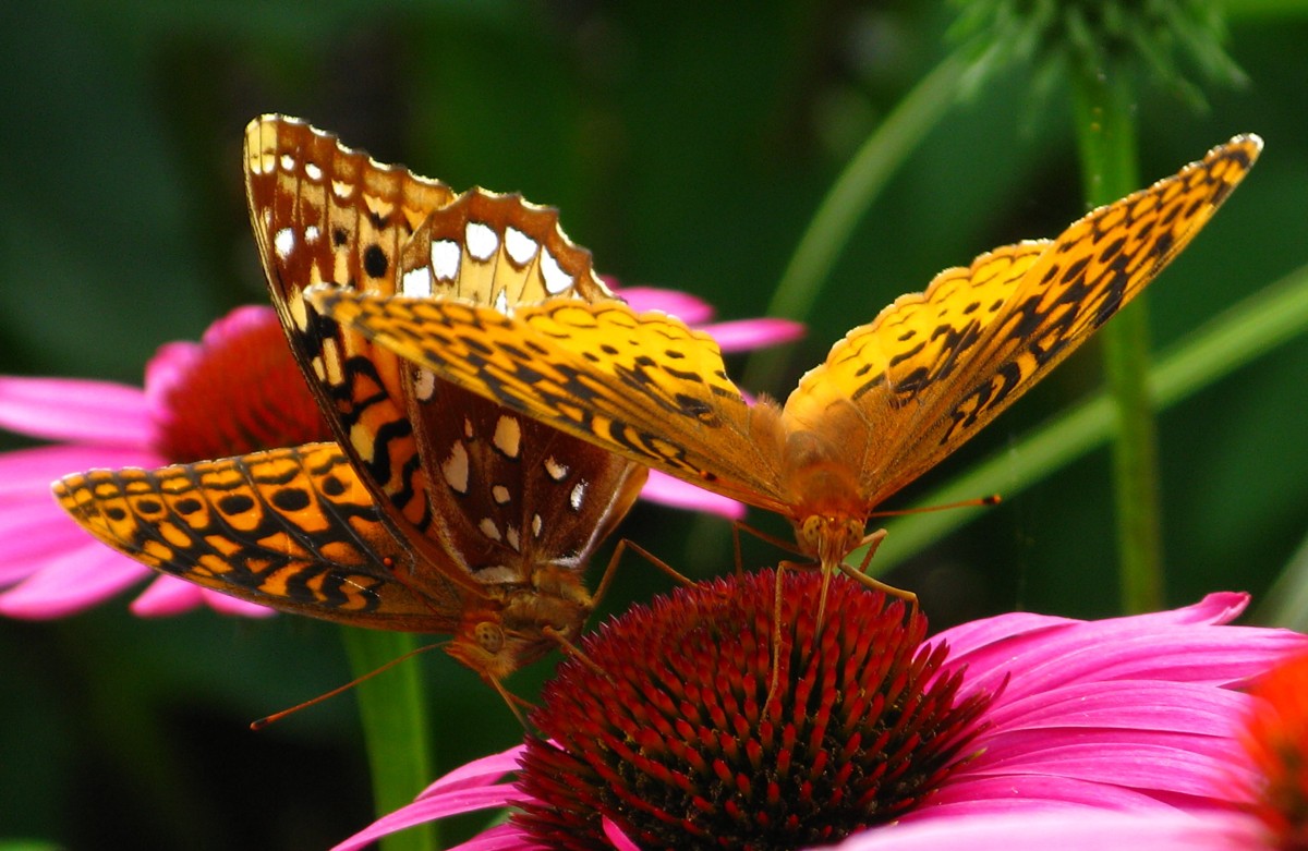 file-two-butterflies-flower-west-virginia-forestwander-jpg