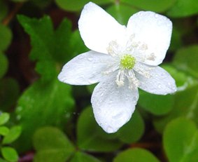 <i>Anemonastrum deltoideum</i> Species of flowering plant