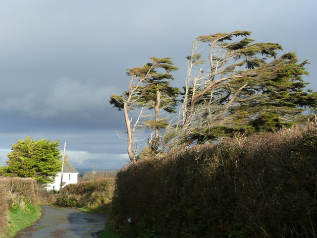 File:Windswept pines - geograph.org.uk - 742886.jpg