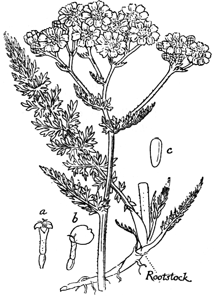 Astragalus Medicinal Plants Wildflowers Vector Illustration Botanical  Illustration Stock Vector by ©bosonya2 391318608