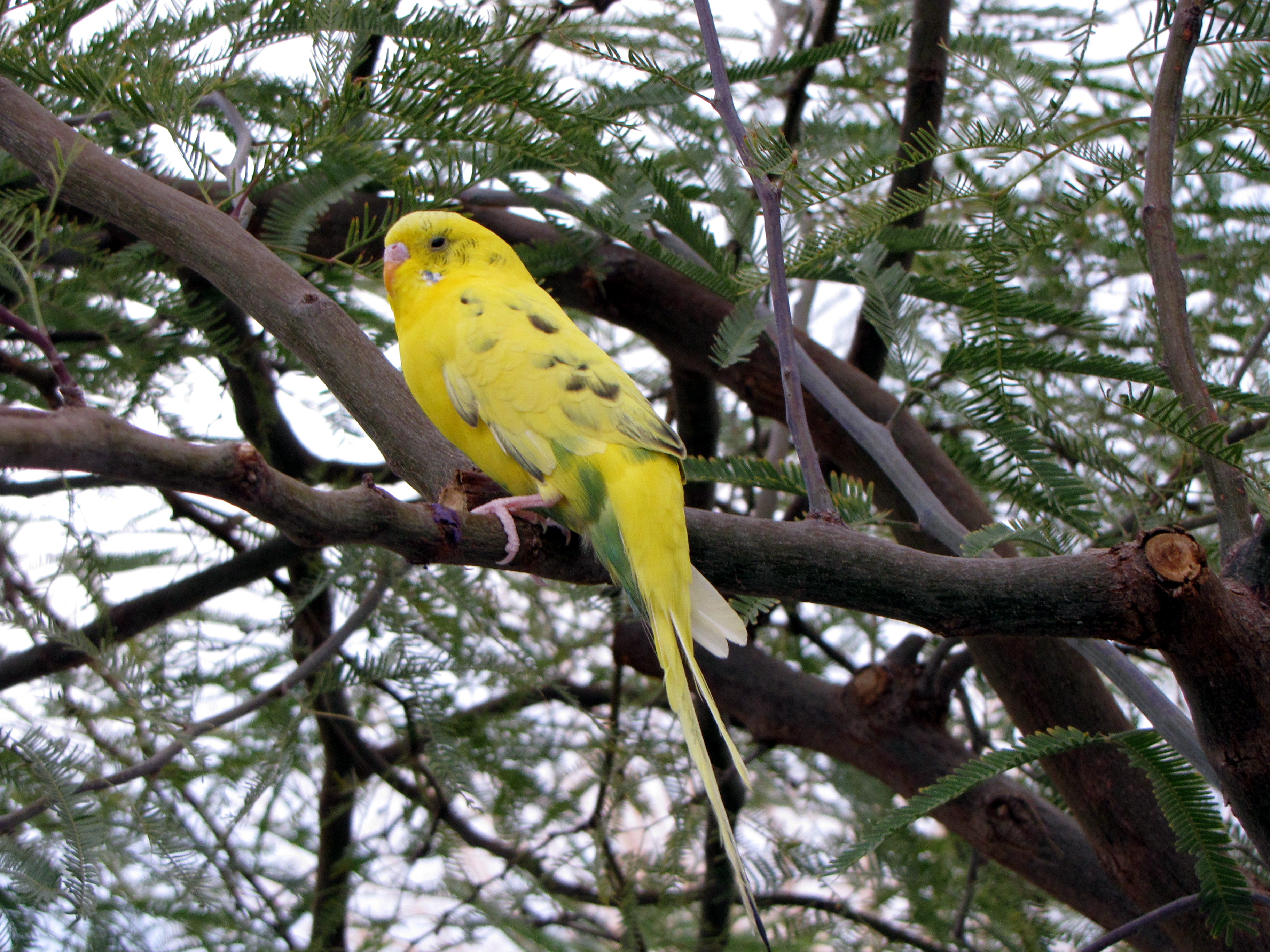 File:Yellow feather.jpg - Wikipedia