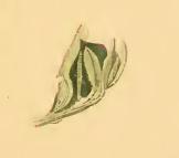 <i>Zelleria oleastrella</i> Species of moth