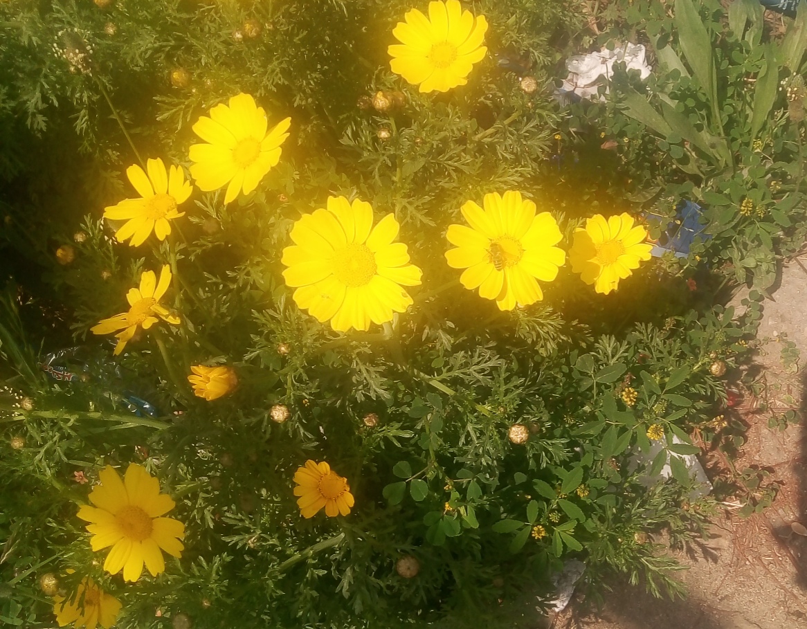زهور صفراء اللون.jpg
