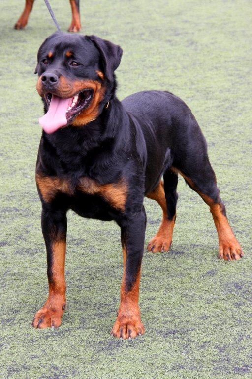 Rottweiler - Wikimedia Commons