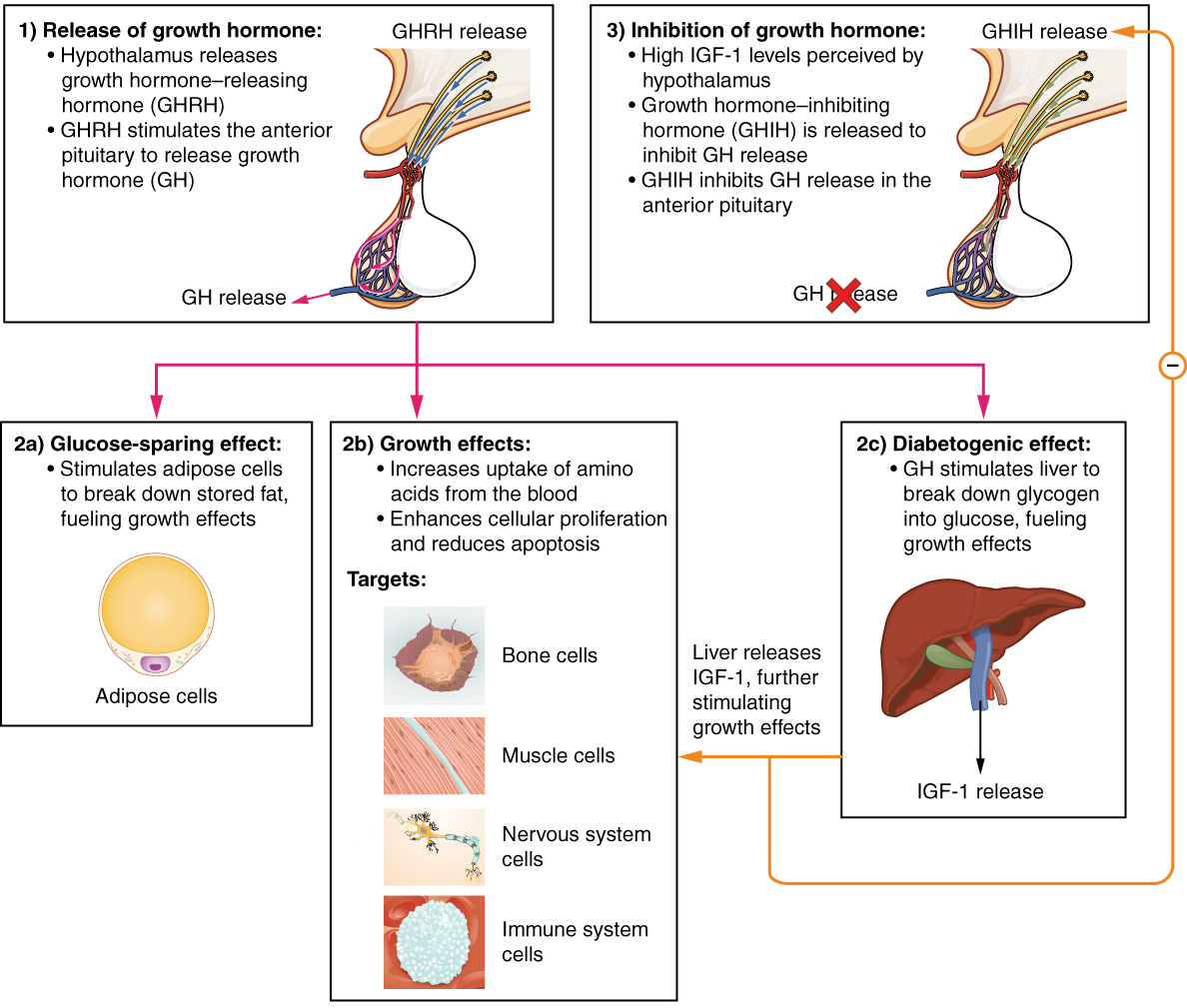 File:1809 Hormonal Regulation of Growth.jpg - Wikimedia Commons