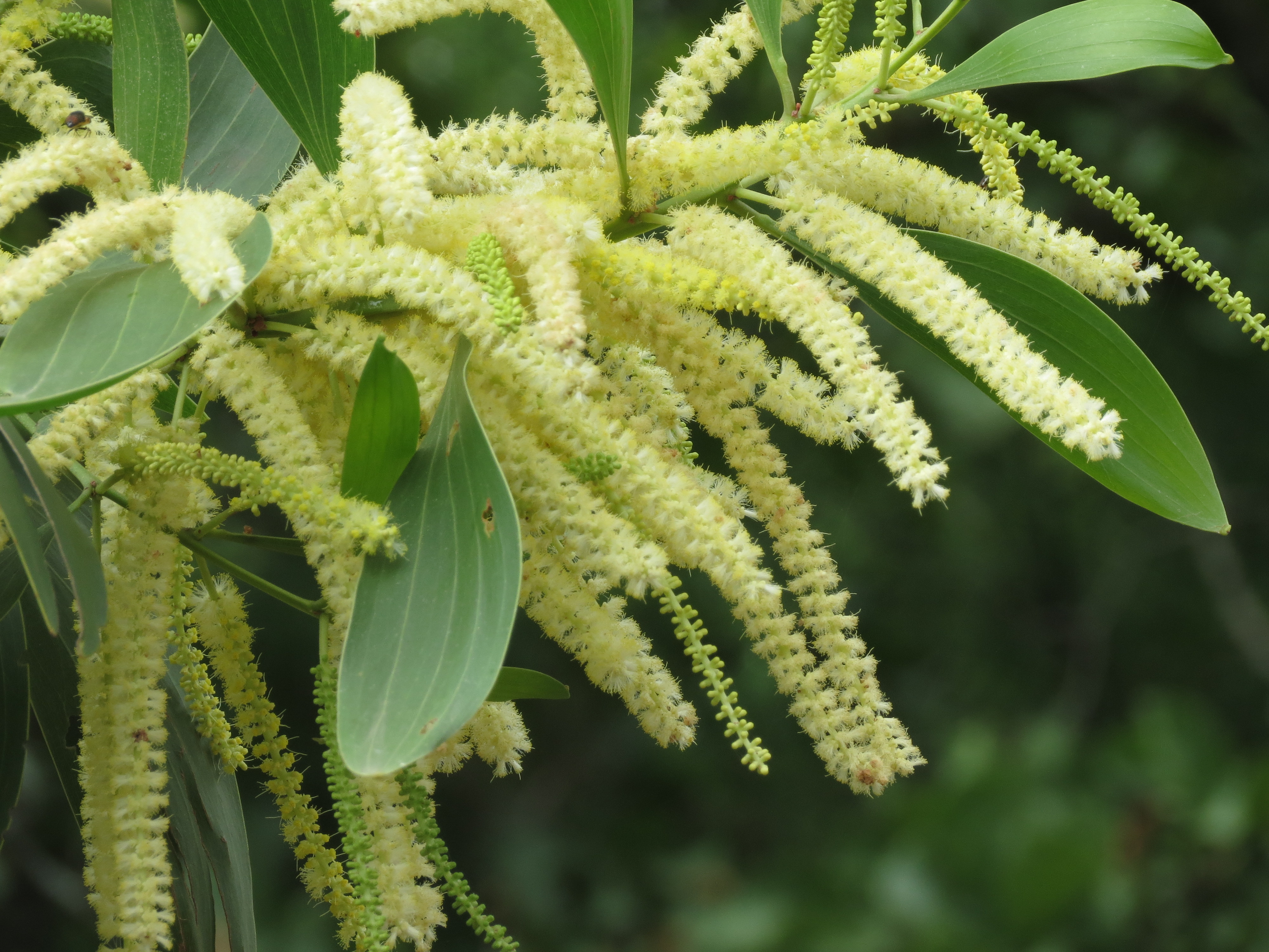 File Acacia mangium  forestowlet JPG Wikimedia Commons