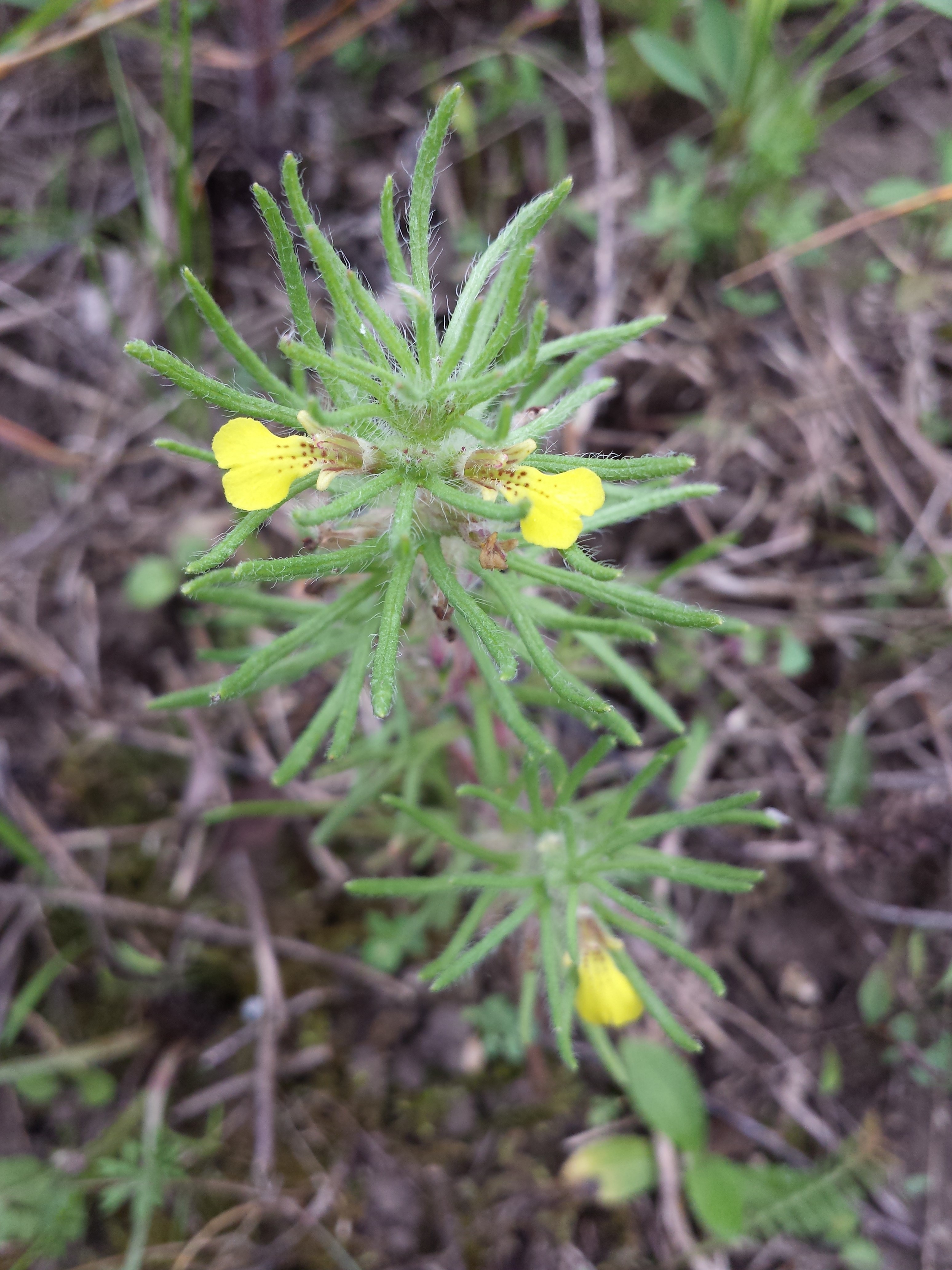 Mata-cavalo (Solanum aculeatissimum Jacq.) - AgriPorticus fotos e  informações de pragas de plantas - Agronômica