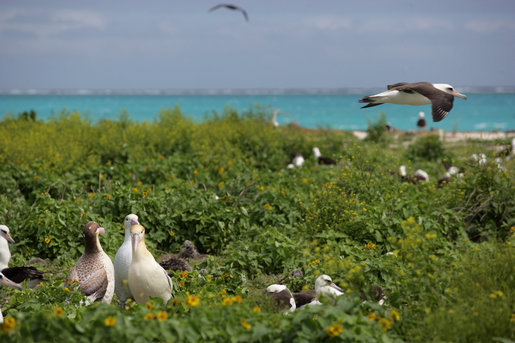 Albatross birds at Northwest Hawaiian Islands National Monument, Midway Atoll, 2007March01