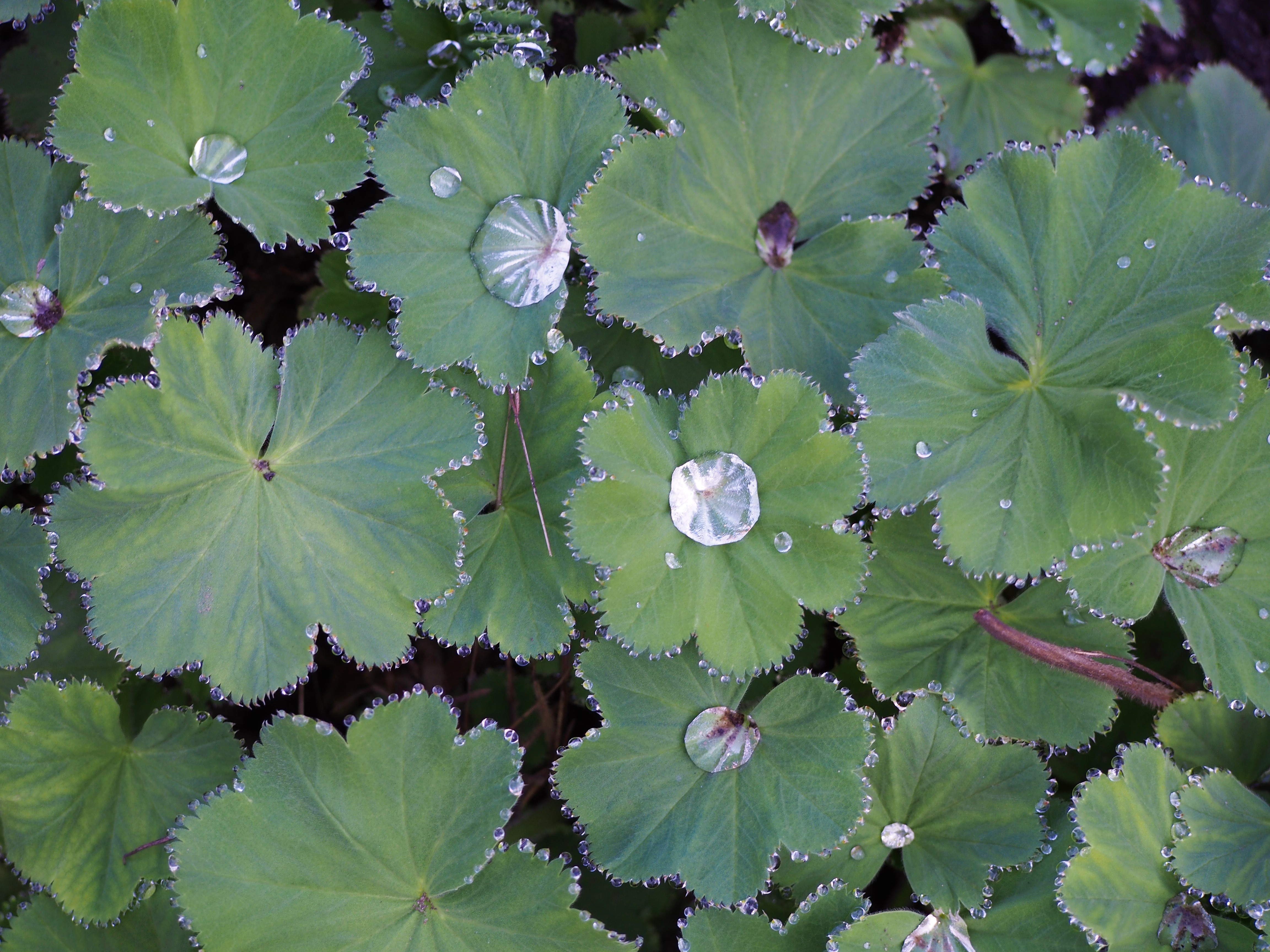 Манжетка Alchemilla epipsila