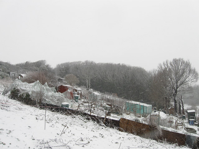 File:Allotments, Beacon Hill - geograph.org.uk - 1653112.jpg