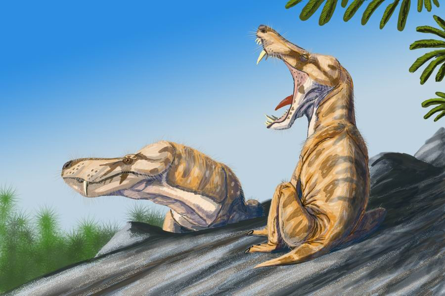 Pristeroognathus DB.jpg