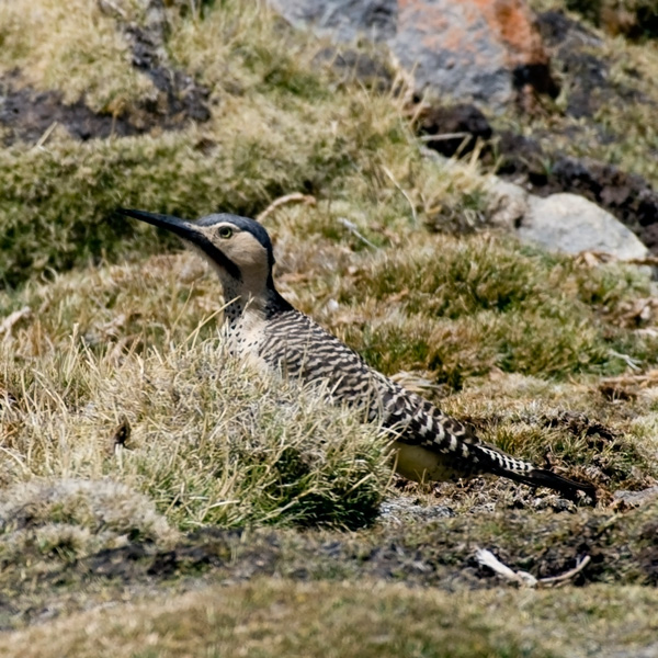 File:Andean Flicker (Colaptes rupicola) on the ground.jpg