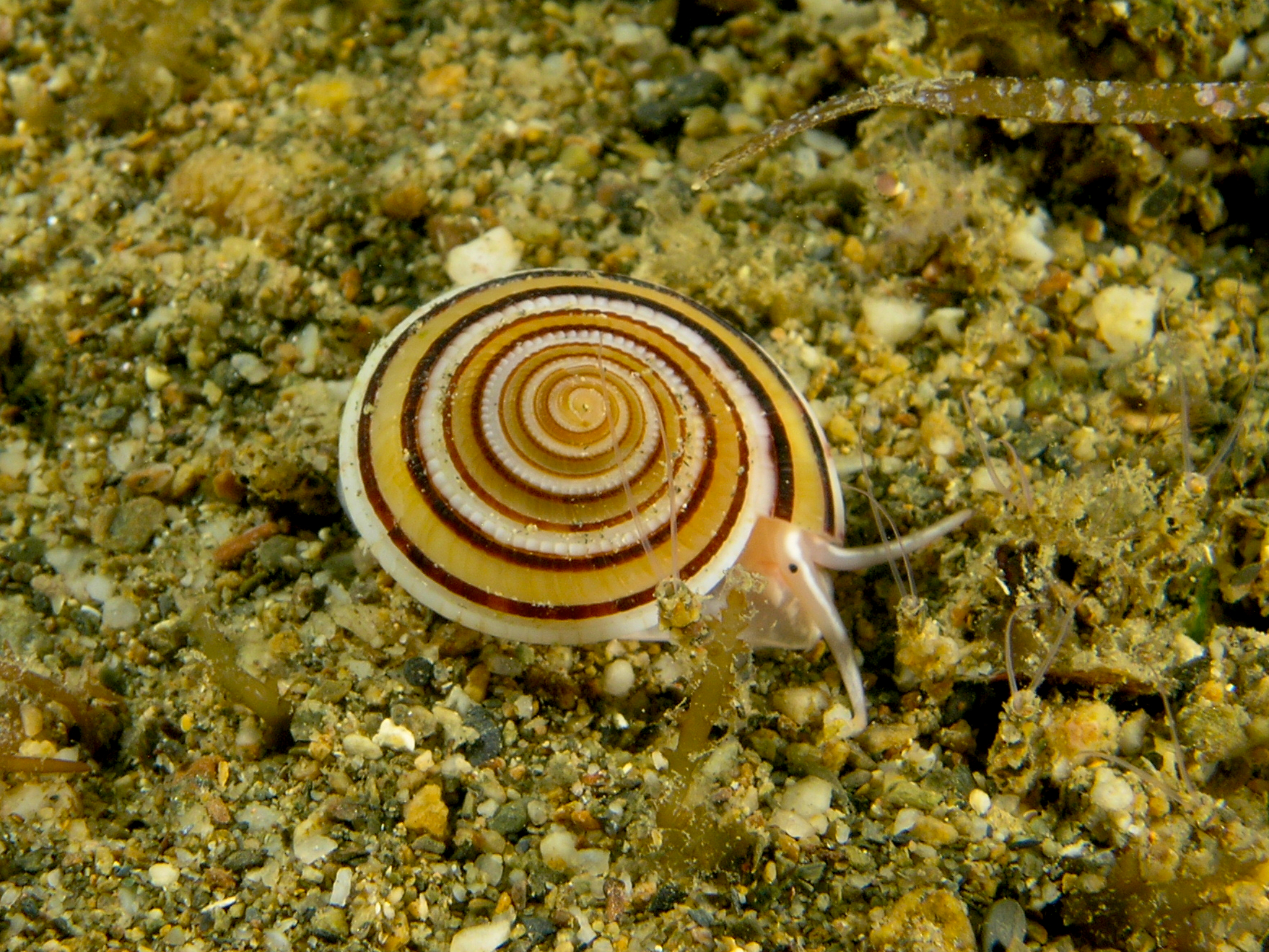 onicidae,被称为日规或楼梯蜗牛(sundial or staircase snails)