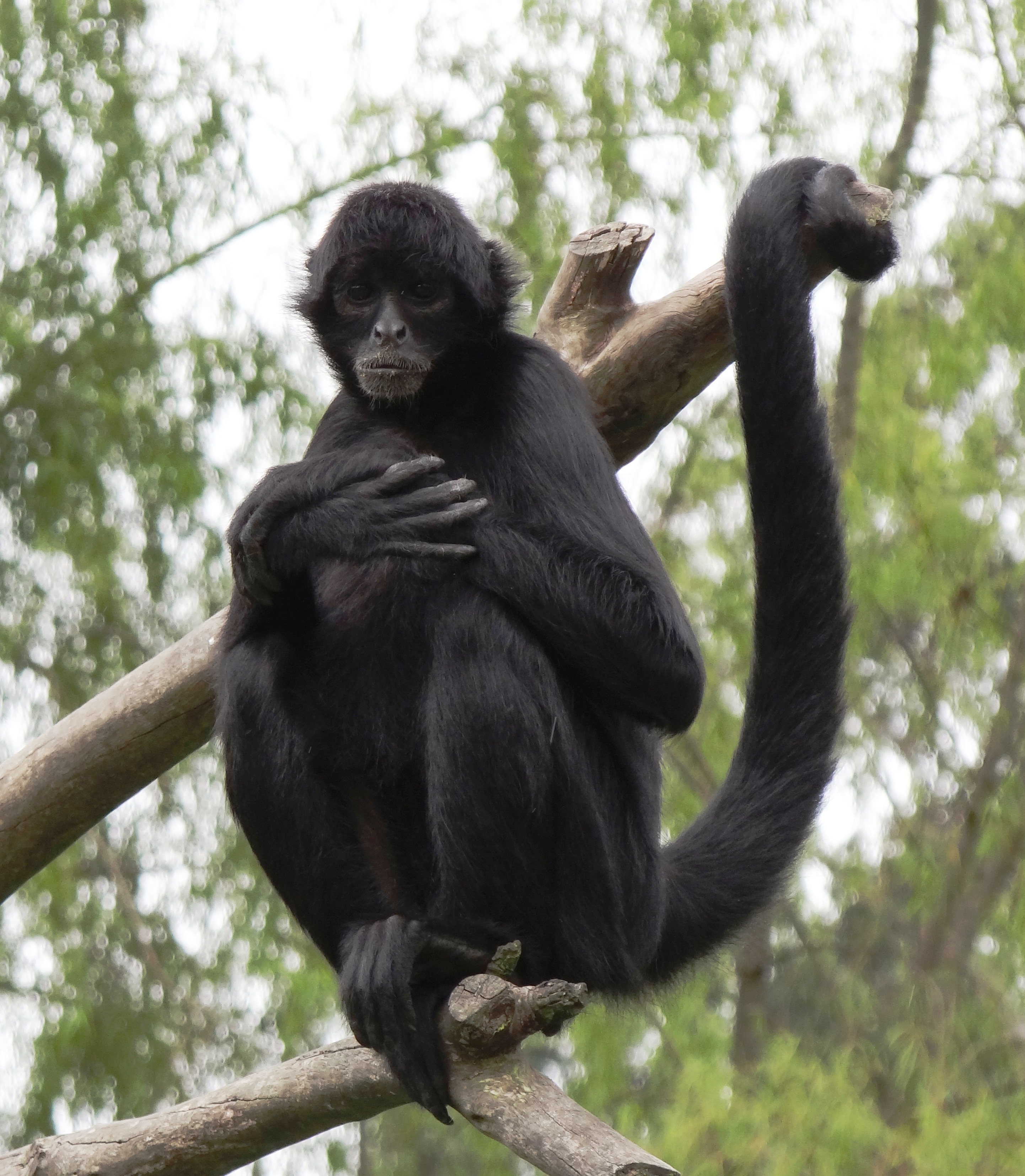 Macaco-aranha-de-geoffroy Fotografia, Fotos