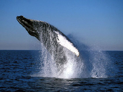 File:Ballenas-jorobadas-en-cayo.jpg