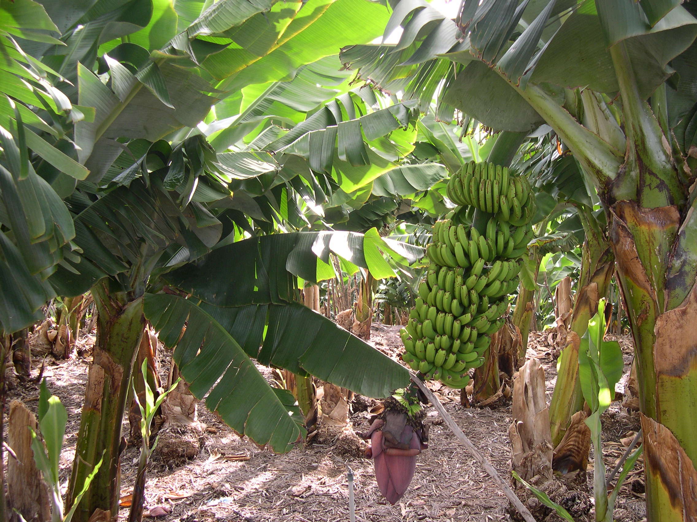 banana plantation by Lviatour: http://commons.wikimedia.org/wiki/User:Lviatour