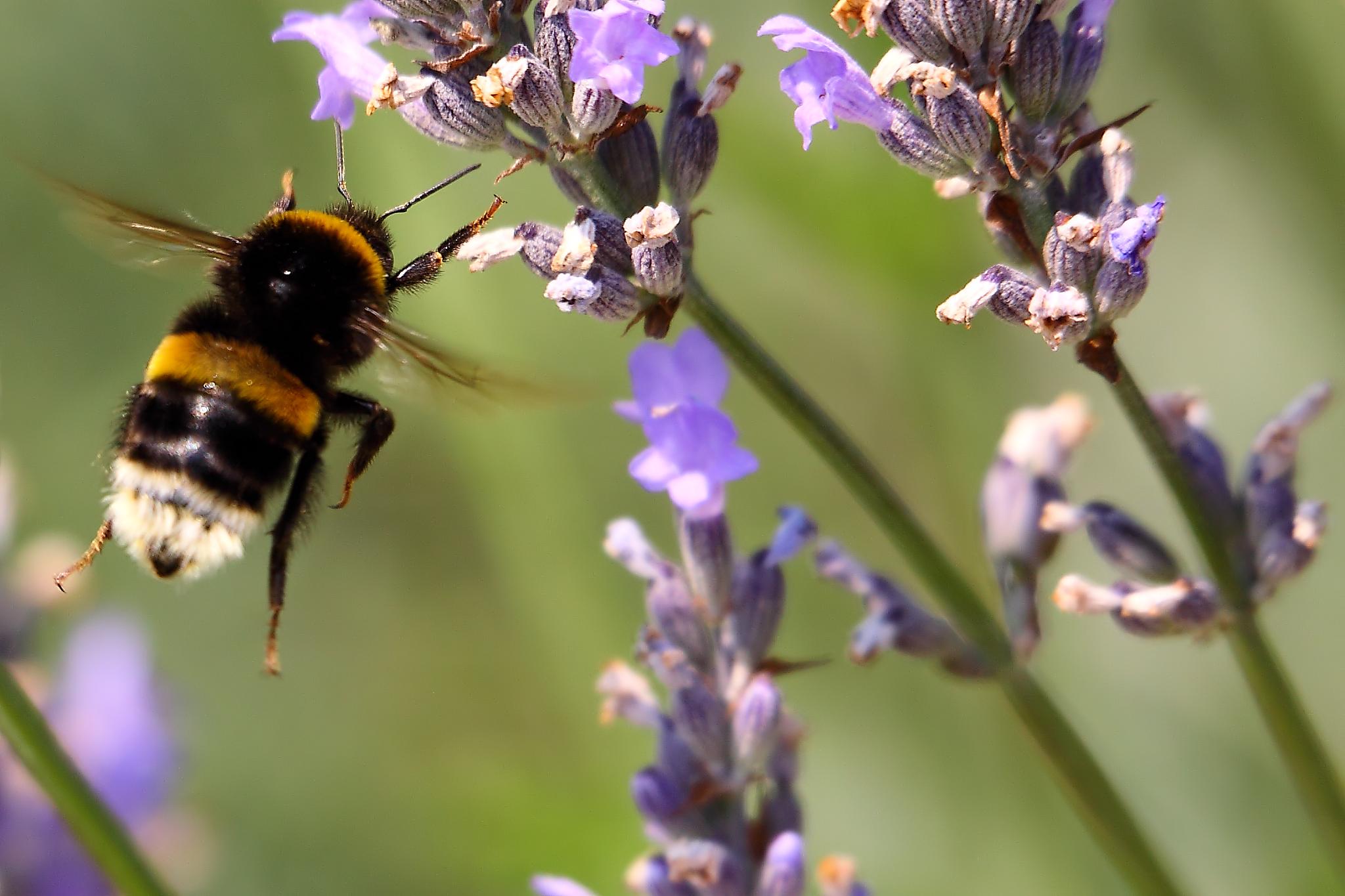 Bombus Magnus.