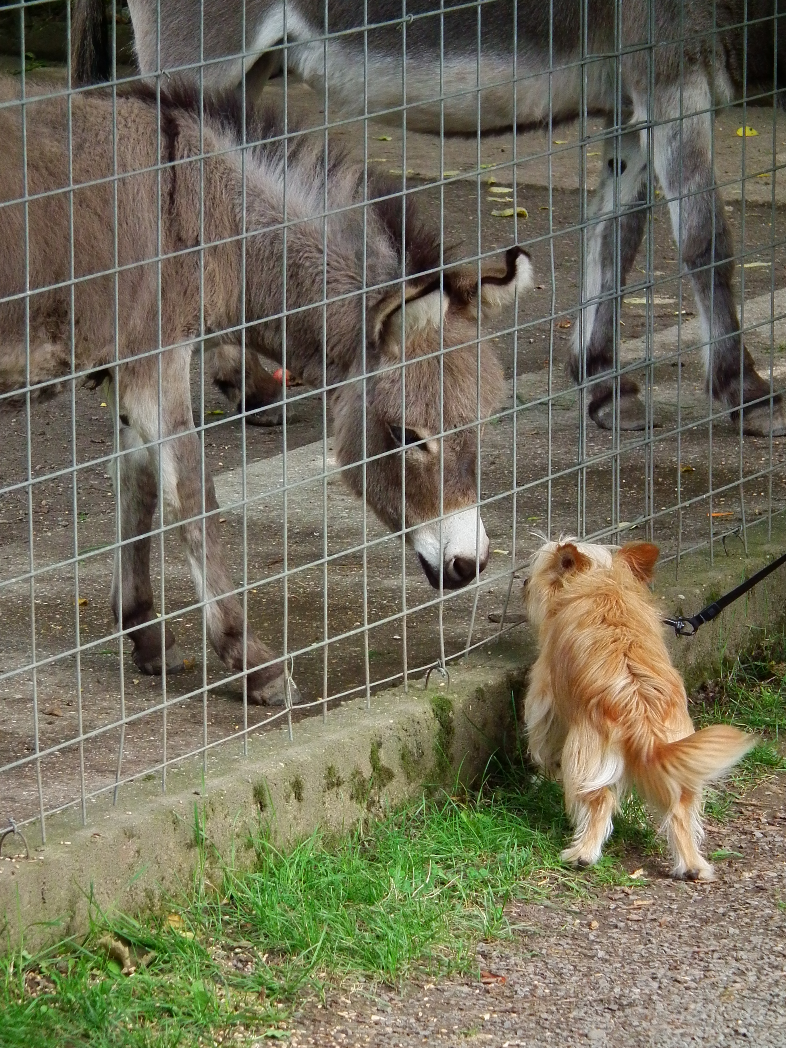 File:Begegnung Hund und - Wikimedia Commons