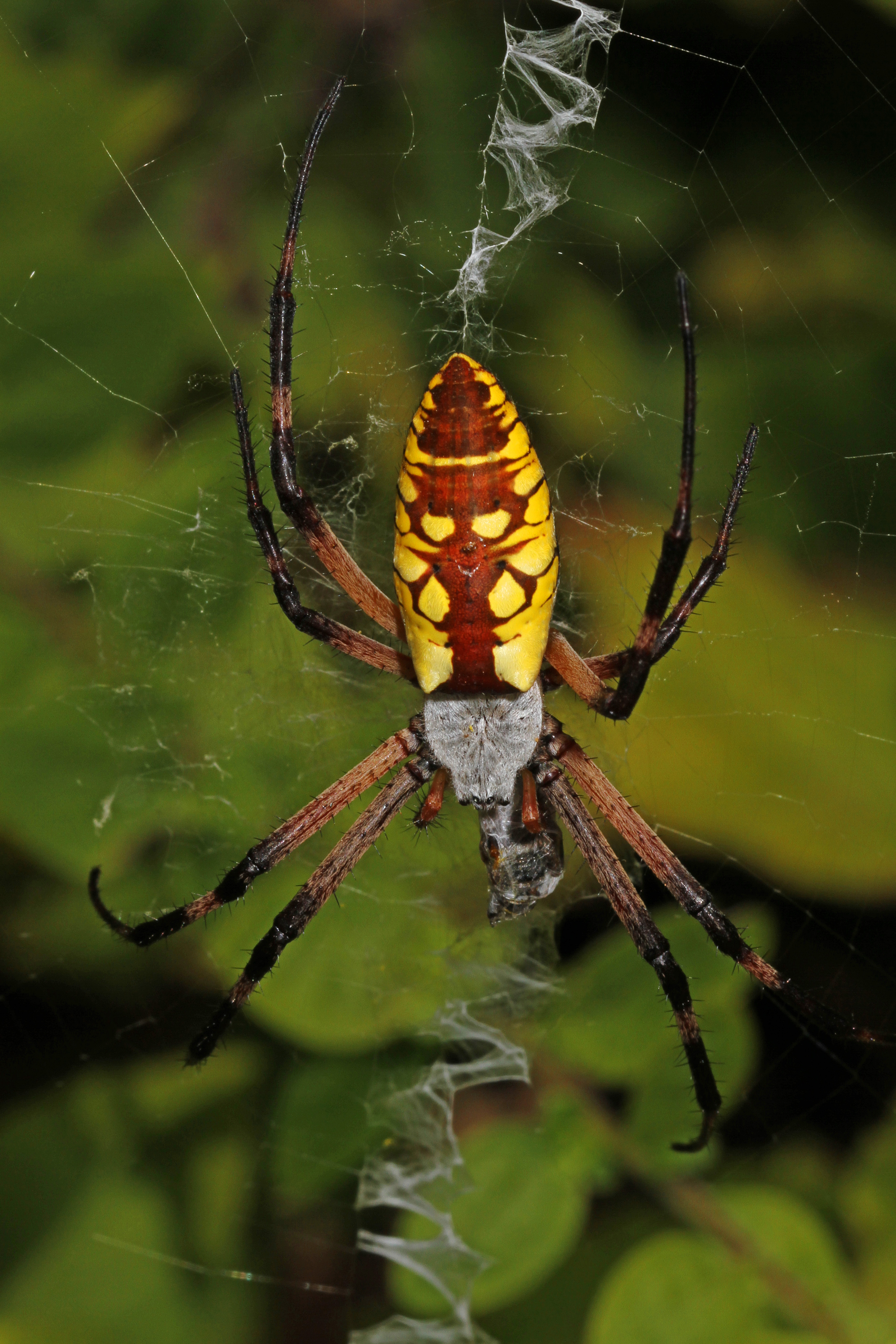 File Black And Yellow Argiope Argiope Aurantia National