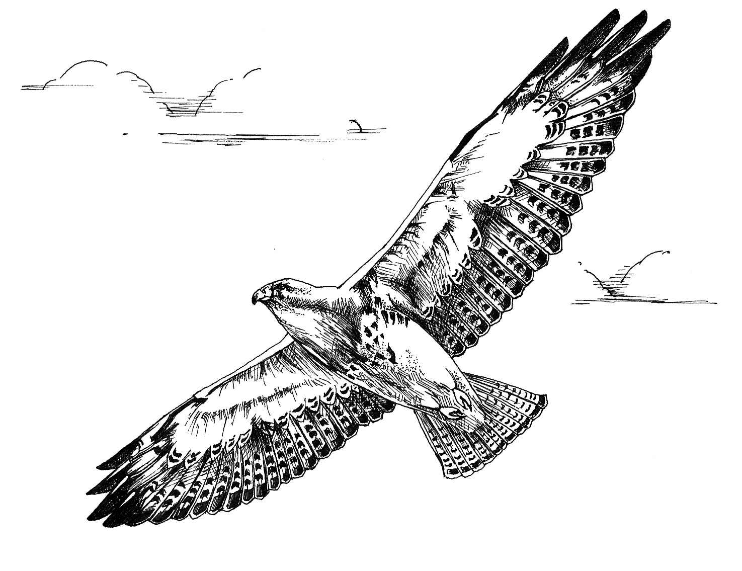 white hawk drawing