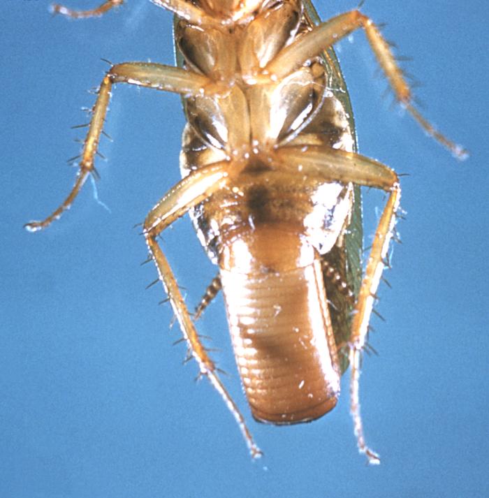 Cucaracha germánica (Blattella geramanica) en una trampa Blanko