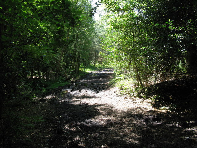 Bridleway through Rackham Common - geograph.org.uk - 1336069