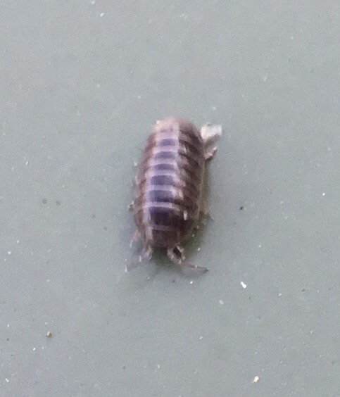 File:BrownPillBug.jpg