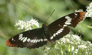 File:Buberel butterfly.jpg