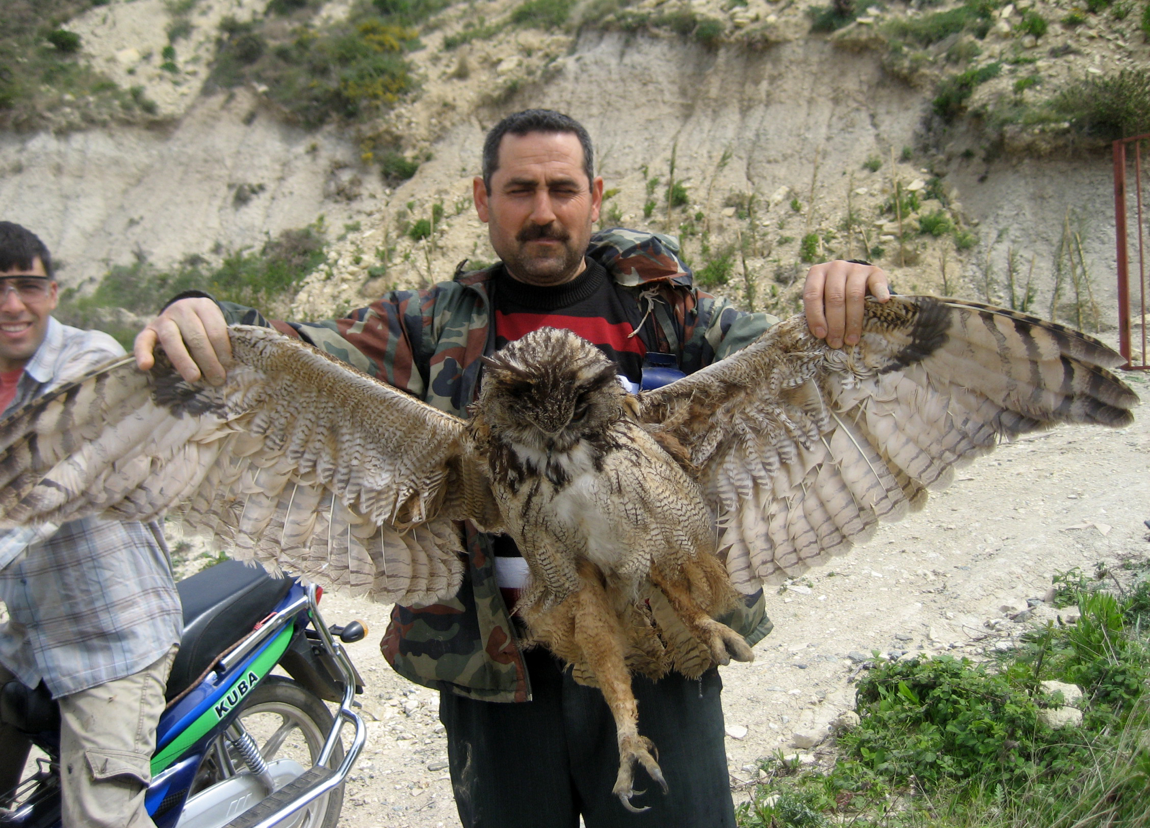 Bubo bubo - Wikipedia