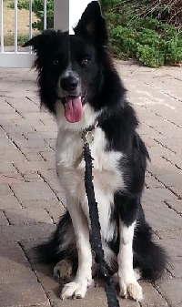 File:Blue Merle Border Collie. Female.jpg - Wikipedia