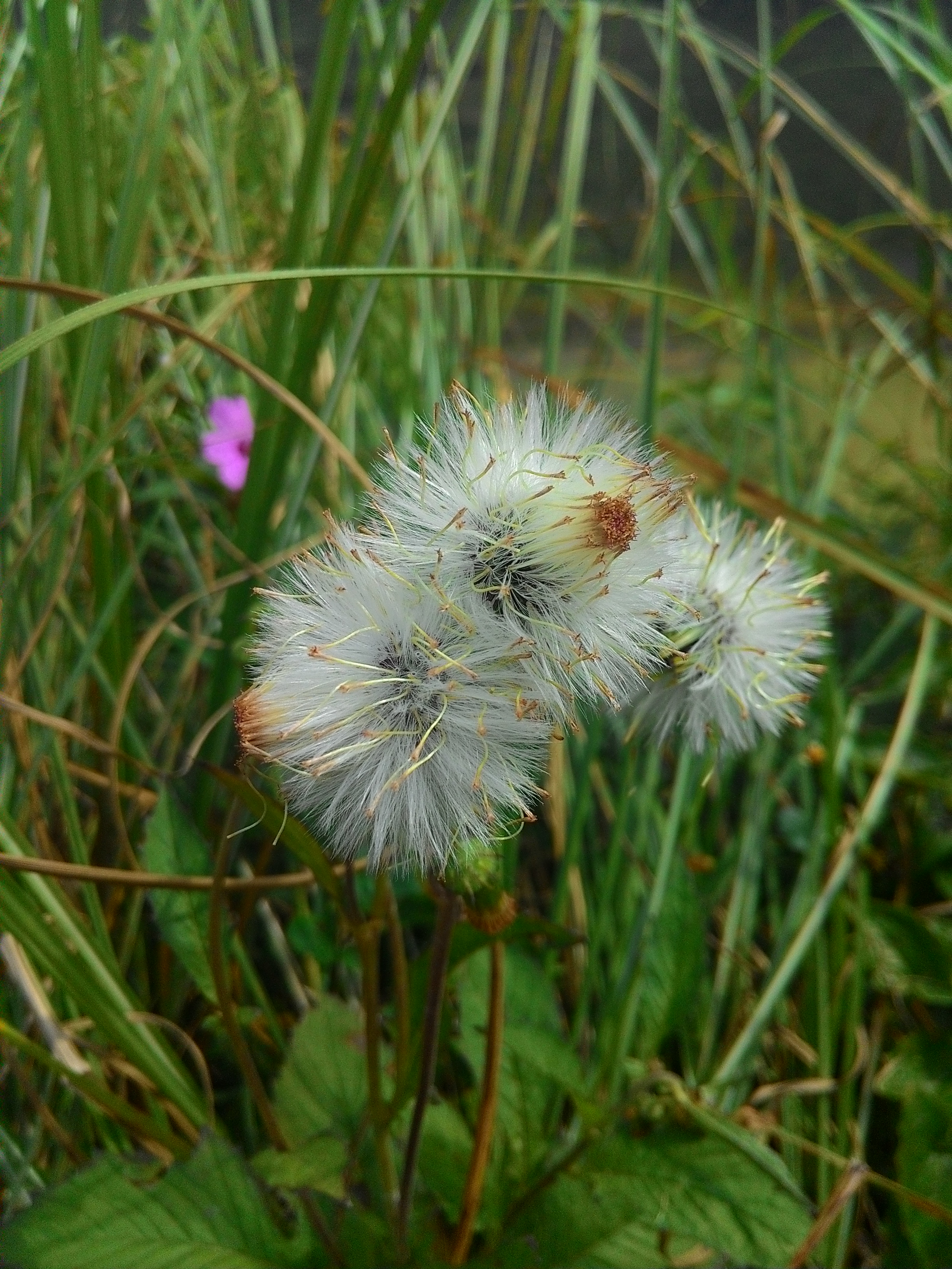 Bunga dandelion