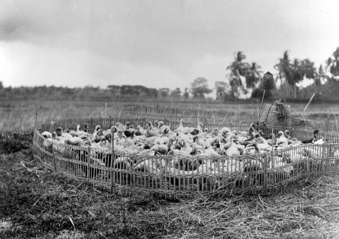 File:COLLECTIE TROPENMUSEUM Nachtverblijf van de loopeenden in de omgeving van Tegal op Java TMnr 10013379.jpg