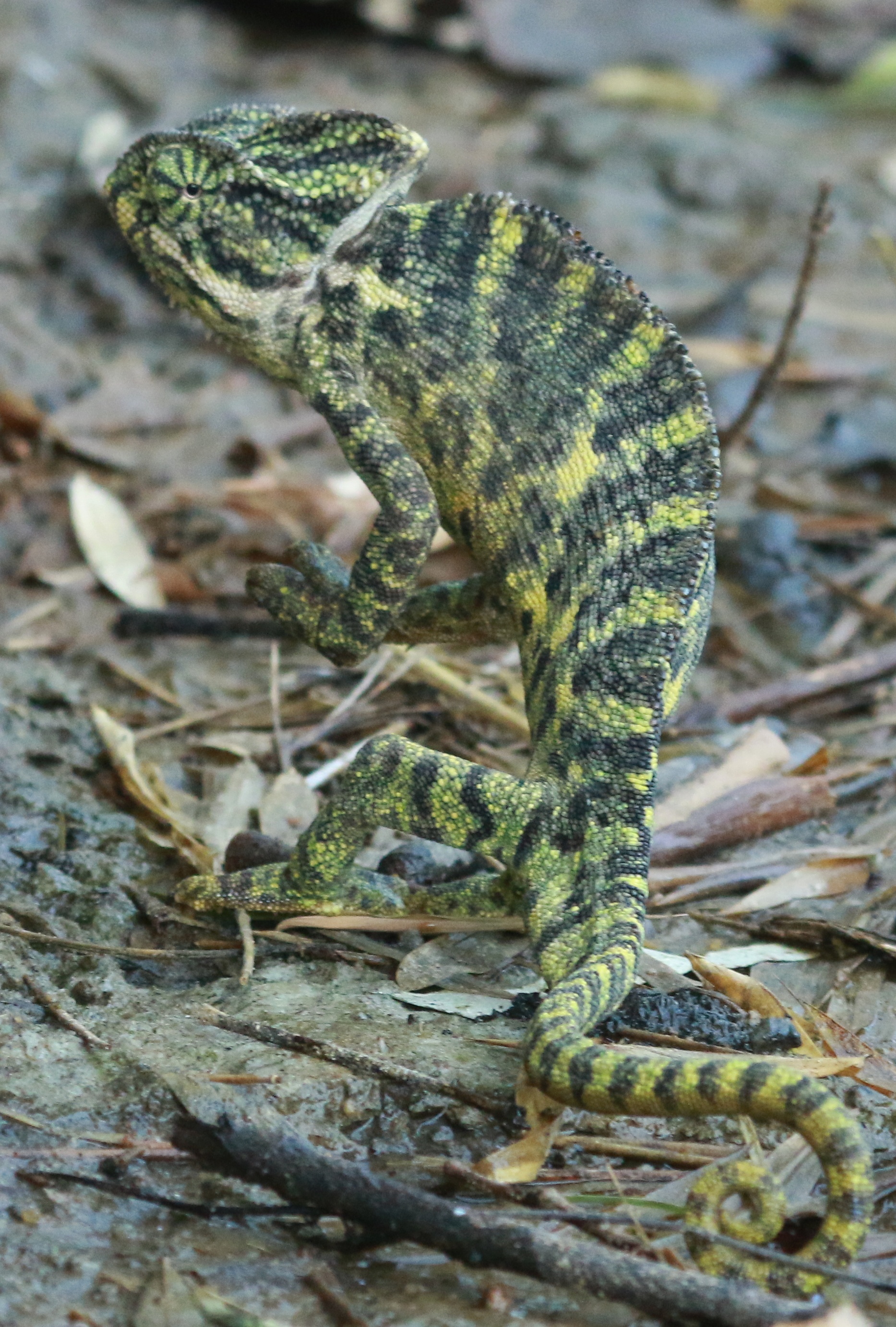 Veiled chameleon, facts and photos