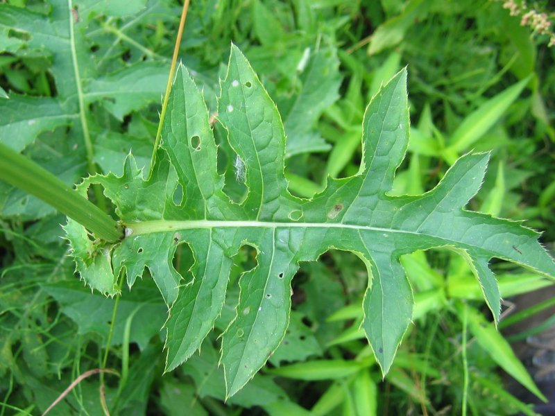 Datei:Cirsium oleraceum blatt.jpeg