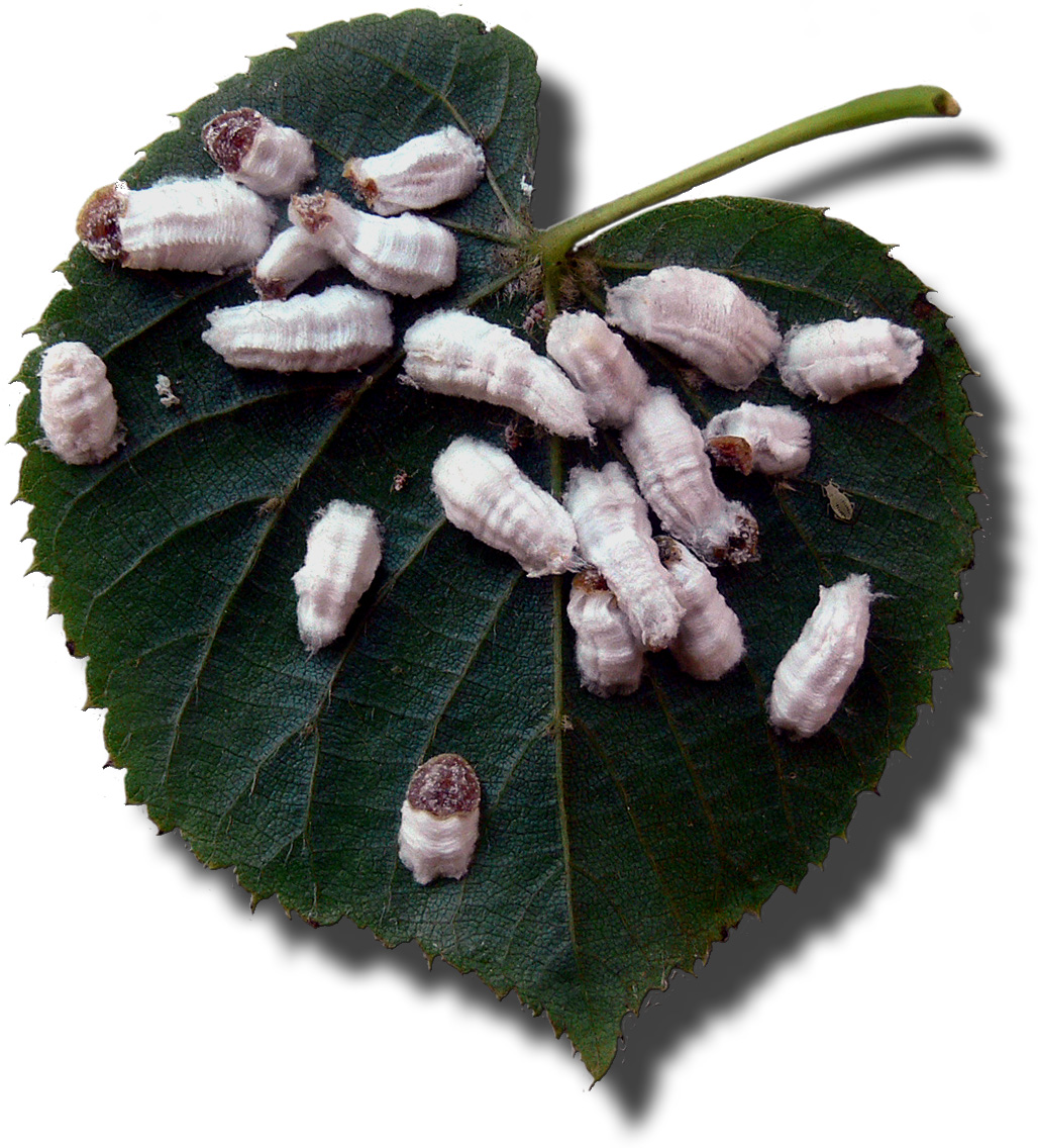 Coccoidea - Wikipedia