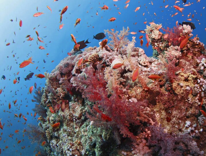 File:Coral reef fish swim above the coral slope.jpg